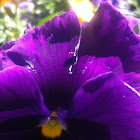 Purple pansy