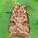 Smith's Dart Moth