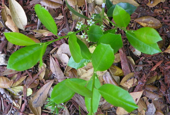 Spotting Image 1