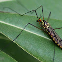 crane fly