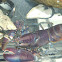 Lobster