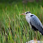 Grey Heron