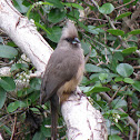 Speckled Mousebird
