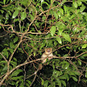 Mouse lemur