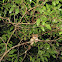 Mouse lemur