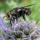Tachinid Fly