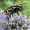 Tachinid Fly