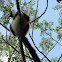 black and white ruffed lemur