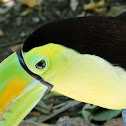 Kill Billed Toucan