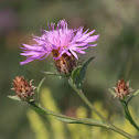 Giant Ironweed