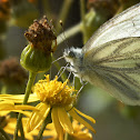 Green-veined White