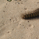 Salt Marsh Caterpillar (tracks)