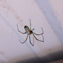 Orchard orbweaver