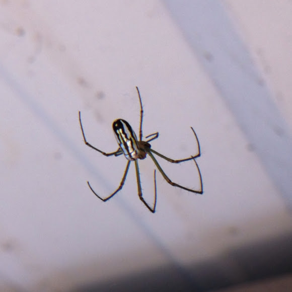 Spotting Image 1