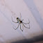 Orchard orbweaver