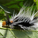 Unidentified caterpillar
