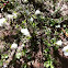 White Azalea