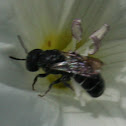 wasp