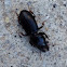 Ground Beetle