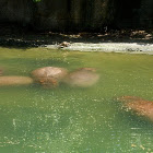 Hippopotamus