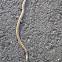 Northern Brown Snake
