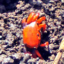 Red Crab