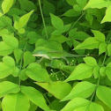 Carolina anole
