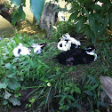 Feral Duck