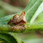 Treehopper with eggs
