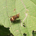 Native Drone Fly.