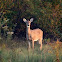 Deer