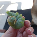 Tomato Hornworm (Larvae)