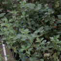 Oregano