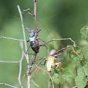 Corn Cricket / Armoured ground cricket