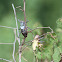 Corn Cricket / Armoured ground cricket