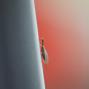Unknown spotting