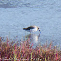 Curlew Sandpiper; Correlimos Zarapitin