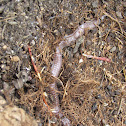 Iberian worm lizard