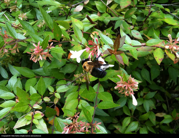 Spotting Image 1
