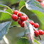 Winterberry