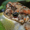 Power's Toad