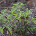 Umbrella fern