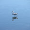 Greater Flamingo