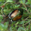 Japanese Beetle