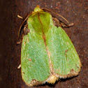 Parasa Moth