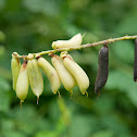 Crotalaria