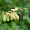 Crotalaria