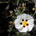 Gum Rockrose