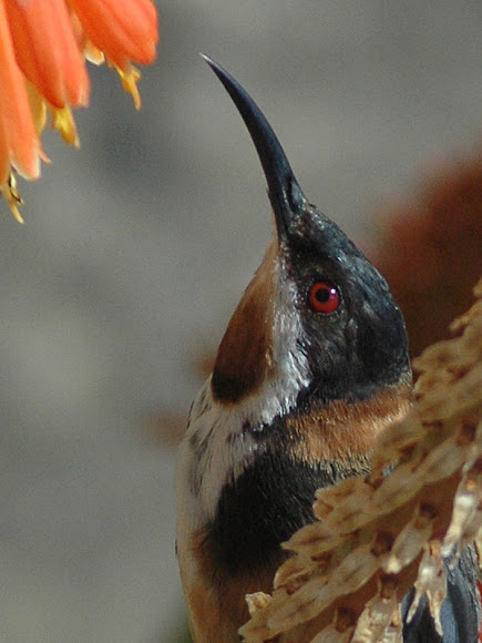 Spotting Image 1