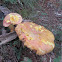 Boleta mushroom